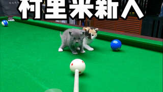 村里来新人了哈哈