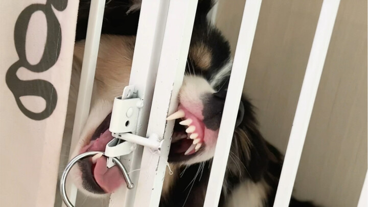 How an 8-month-old Border Collie escaped from prison again