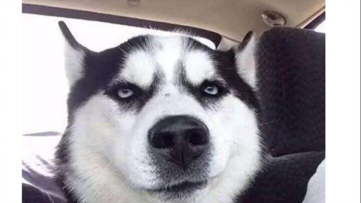 Unlocking the Unsolved Mystery: Why Huskies Seem to Speak Human Language