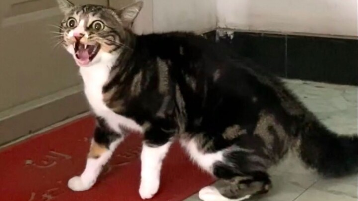 I’m Going to Visit My Auntie! [Pee-Pee Is a Cat]