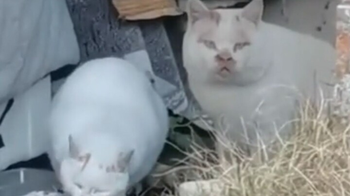 “แมวน้อยบางตัวนี่ทำจากเศษผ้าเลยใช่ไหม?”