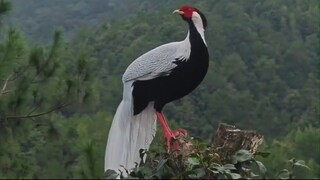 beautiful peacock video