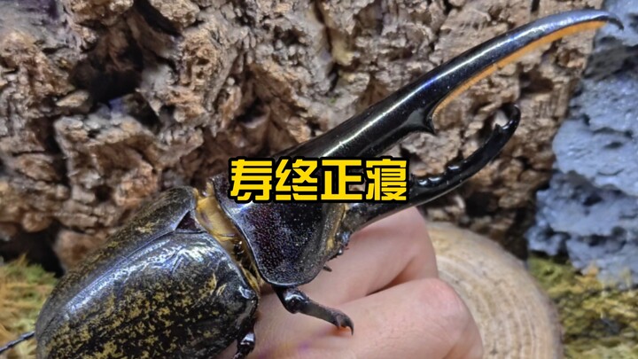 Tri ân mỗi một chiến binh võ thuật