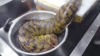 The Sea Gang(Moray Eel) Cuisine Japanese Style! Japan food!