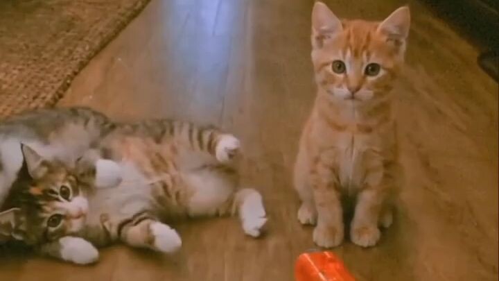 #billi billi