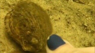 原来扇贝是这样逃跑的！！！