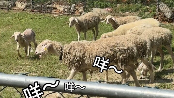 هل جميع خريجي العلوم الزراعية لديهم رسالة تخرج؟