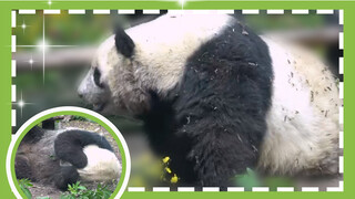 Naughty panda Nan'nan-Are't you a lady?