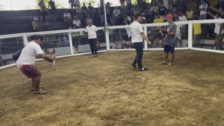 Peruvian 1times winner