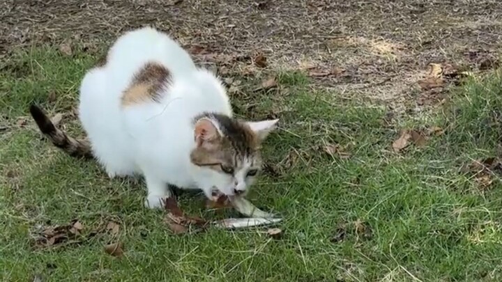 Cat: Has the national subsidy been released yet?