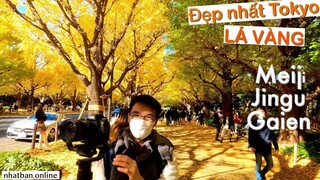 Con đường lá vàng đẹp nhất Tokyo【Meiji Jingu Gaien】- Du Lịch Nhật Bản | #japanvlog #explorejapan #4k