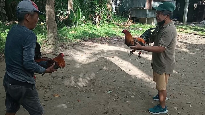 JROOSTER LEMON VS MELSIM SUPER BROWN RED