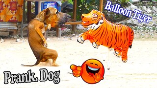 Balloon Tiger vs Dogs Prank - Must Watch The Best Funny Prank Video