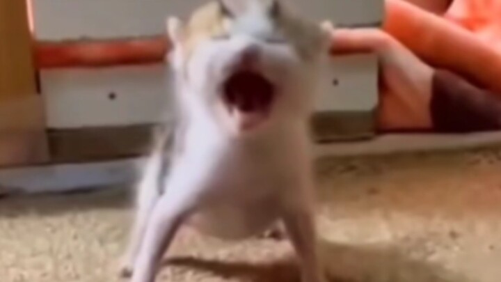 Con mèo nhỏ này đúng là một nhân vật đấy!