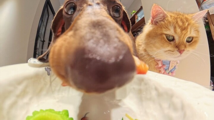 Anjing kecil senapan mesin~ (Versi Macet)