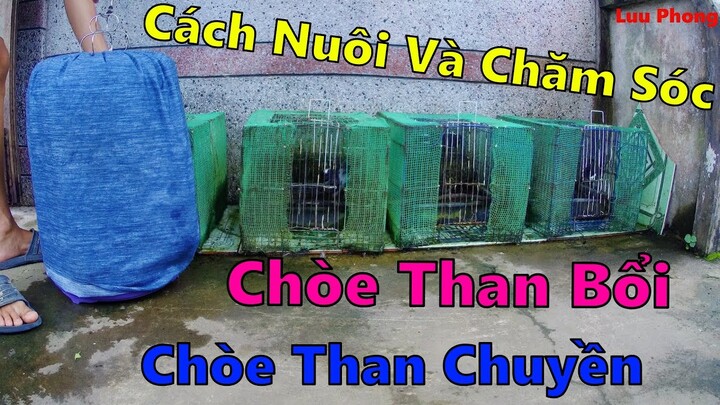 Hướng Dẫn Cách Nuôi Chim Chòe Than Bổi Và Chòe Than Chuyền [] Lưu Phong TV