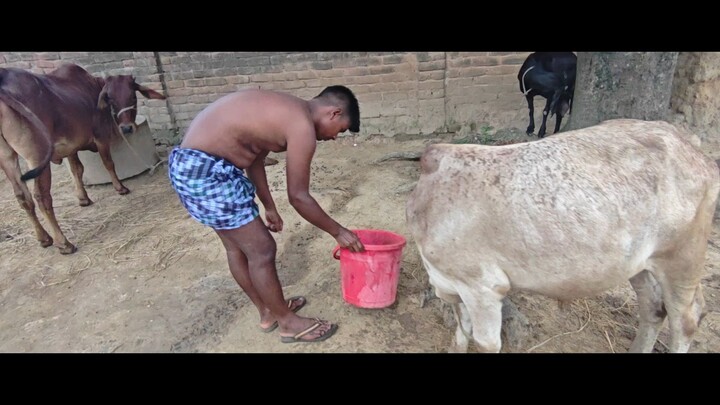 Village life bd