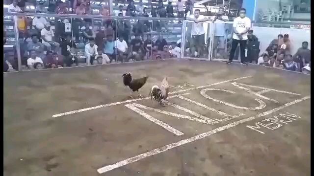 putol ang tari