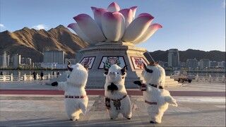 Family, please give Little Niu Sasa some support! With the evening glow of the Lhasa River, let's gr