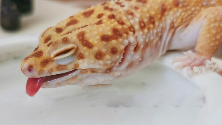 Gecko Super Imut Minum Air