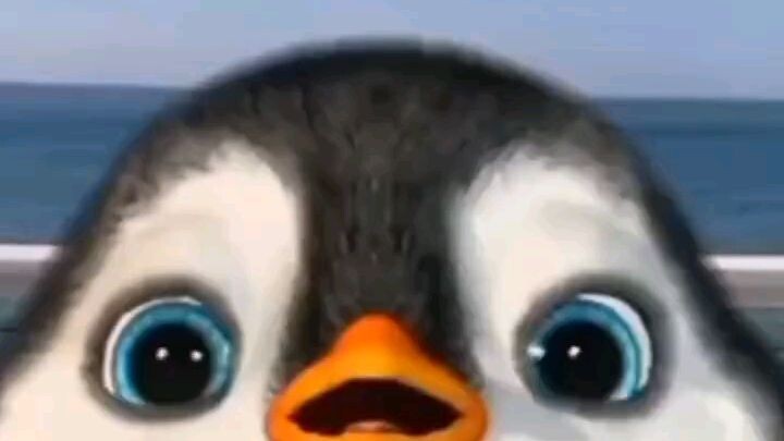 pinguin pinguin🐧🐧🐧🐧
