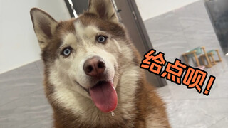 When you're sick and eat something, your dog...