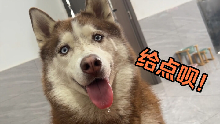 เมื่อคุณป่วยแล้วกินอะไรสักหน่อย สุนัขของคุณ...