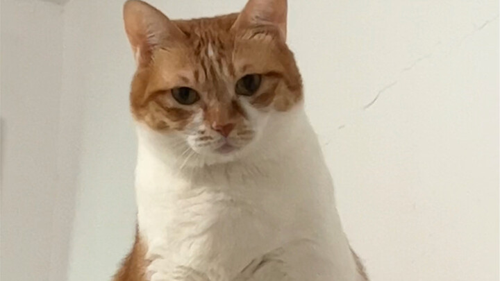 Kucing Ragdoll yang baru kutemukan bikin aku dilarikan ke rumah sakit, jadikan aku peringatan buat k