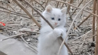 Can I take a stray cat like this home?