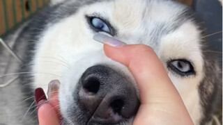 Good dog, beautiful!