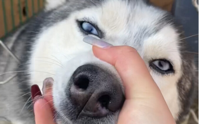 Good dog, beautiful!