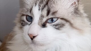 قط التصميم المُجمَّع ووالده المتذمر