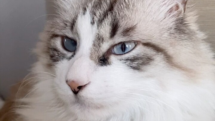 《拼接款猫和他的怨种父亲》