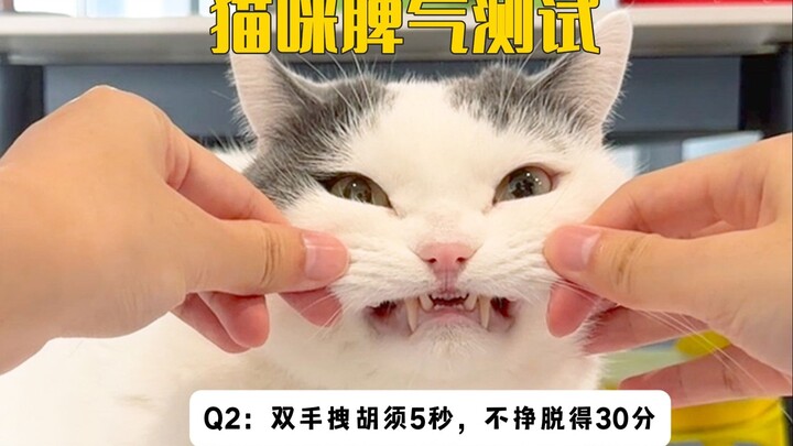 Uji sifat 5 ekor kucing, sudah selesai! Tidak ada satu pun kucing di rumah yang baik!