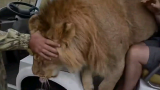 สิงโตเรียกร้องสัตว์เลี้ยงและกอดจากมนุษย์ที่มาเยี่ยมเขา ขณะที่สิงโตตัวอื่นมองดูอย่างเฉยเมย