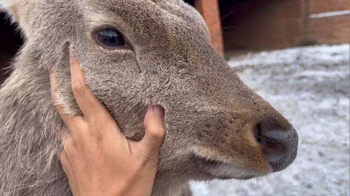 Isn’t it a beautiful thing to pet this deer?
