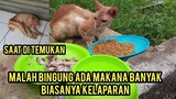 Kucing Kurus Kering Menangis Sedih Di Emperan Toko Part 2 Bikin Haru Saat Di Kasih Makanan Banyak..!