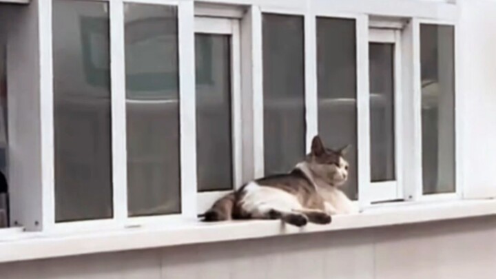Mèo: Tôi sẽ khiếu nại!