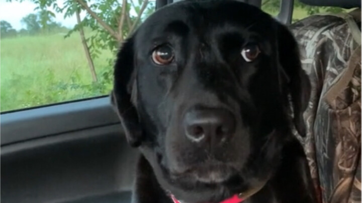 Doggy: It’s so hot, I just can’t help myself!