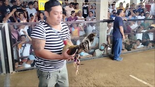 2cock SV, 2nd fight Win CHAMPION - RegularDom #PampangaJR #MolinaGamefowls