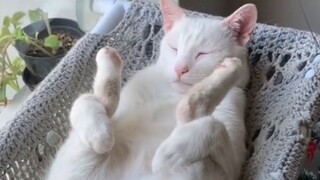 Pasti ada alasan mengapa anak kucing tidur seperti ini!