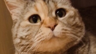 From a stray cat to a beggar