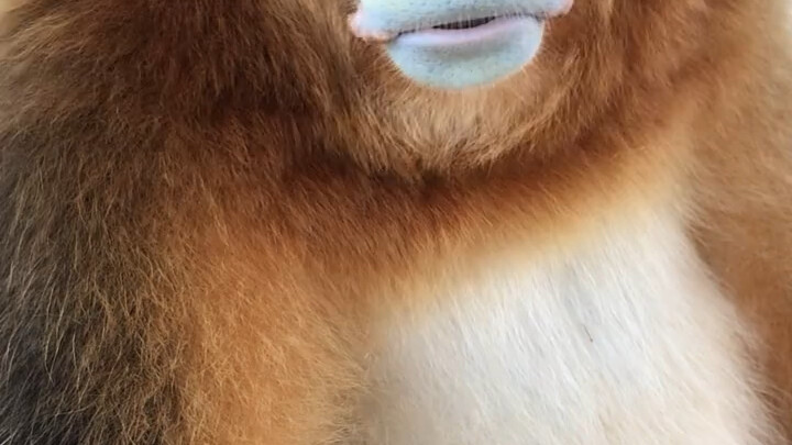 Đại Bảo: Rốt cuộc là ai trong chúng ta chưa trưởng thành hả?