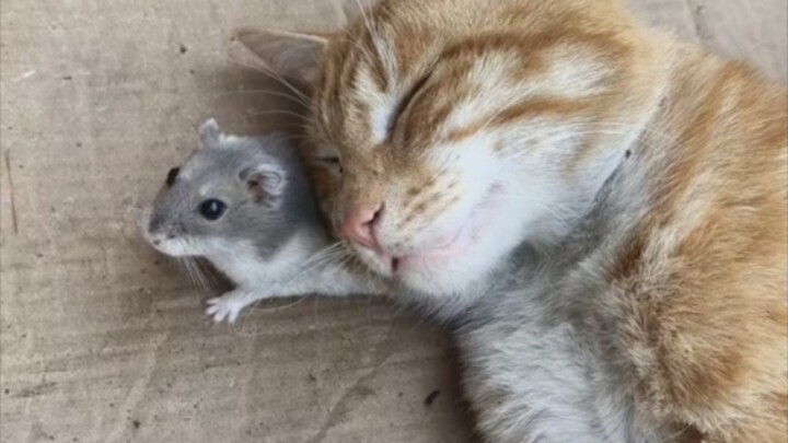 Cat: Let’s notify the house mice!