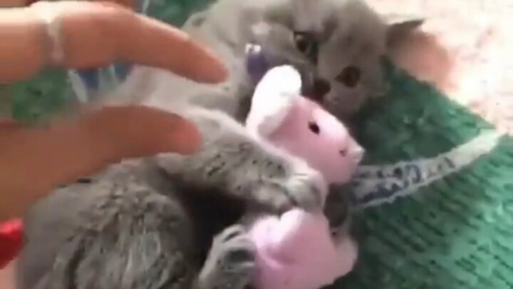 拒绝交出娃娃的猫猫