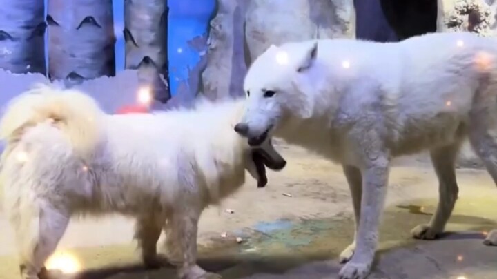 ประกายไฟระหว่างหมาป่ากับสุนัขถูกเยียวยาโดยเจ้าเย่เย่ ราชาหมาป่าผู้เศร้าสร้อย ~ #ซามอยด์ #หมาป่าอาร์ก