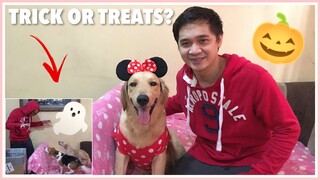 Halloween Prank | Golden Retriever, Aspin, & Beagle Philippines