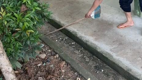 Anak Ular Kobra. Nemu Di Sekolah