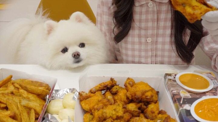When the owner is eating fried chicken, the poor little dog can only watch.