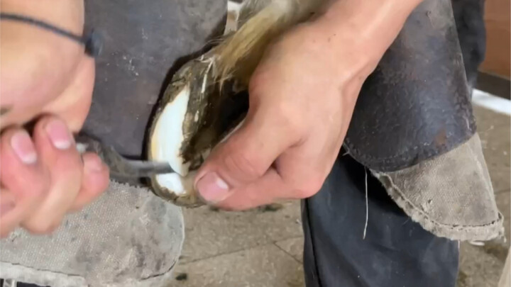 حِدَاء مهرة صغيرة بارتفاع كتف 50 سم!